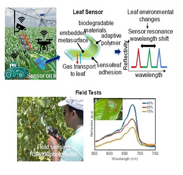 Graphic illustration of the LEAFSENSE technology and field testing and results. 