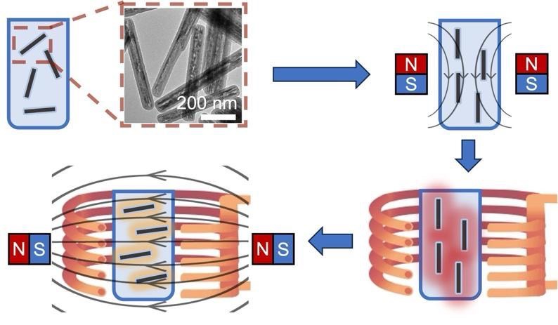 The magnetic nanorod-mediated nanowarming strategy for uniform and rate-regulated heating.