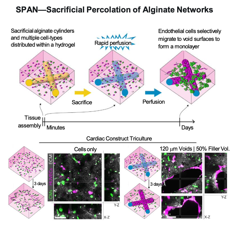 Figure 1: NSF CELL-MET ERC’s SPAN method enables rapid perfusion of vascular networks in ECMs