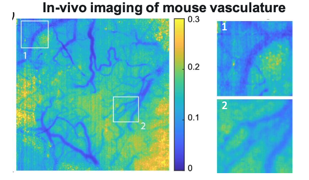 Figure 2: NSF CELL-MET ERC’s SCoVI method provides better signal-to-noise ratios; here the color red (shown in blue) indicates regions where the signal contrast is greater (smaller) than the noise contrast.