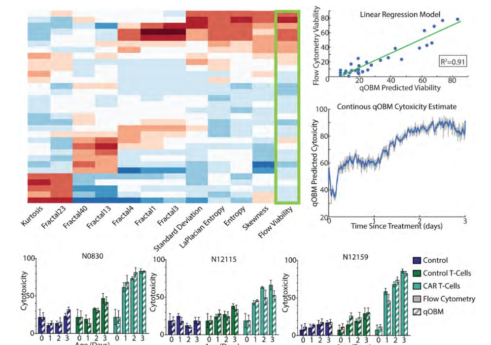Label free qOBM imaging results are highly correlated with flow cytometry validation of CAR T cell killing of GBM spheroids 