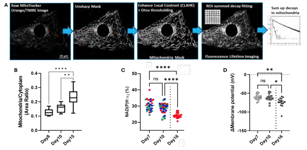 Optical metabolic imaging strongly correlates with mitochondrial membrane potential and day of differentiation 