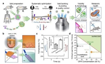 Overview of the cryomesh approach to the rapid cooling and rewarming of pancreatic islets.