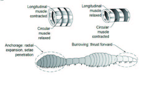 CBBG researchers designed a bio-inspired anchorage system based in part on the study of earthworms.