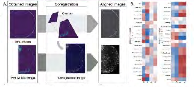 (A) Coregistration of label-free DPC image and MALDI image. (B) Correlation map showing association of MSCs morphology with PC values based on lipid peaks in simulated and unsimulated MSCs.