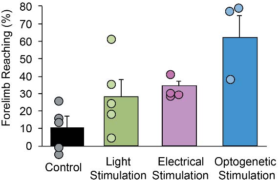 Animals treated with optogenetic spinal stimulation recover to near pre-injury skill at the forelimb reaching task (70%). Epidural electrical and light stimulation with optogenetics have intermediate 