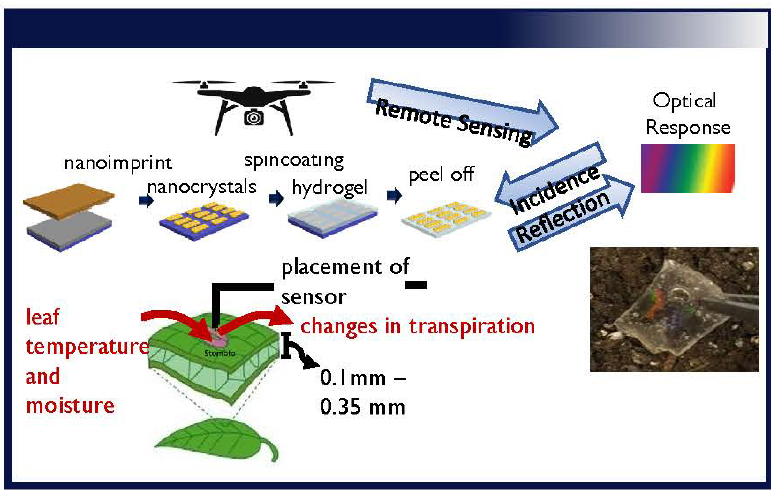 A graphic description of IoT4Ag's novel Leaf Moisture and Temperature Sensors (LEAFSENSE).