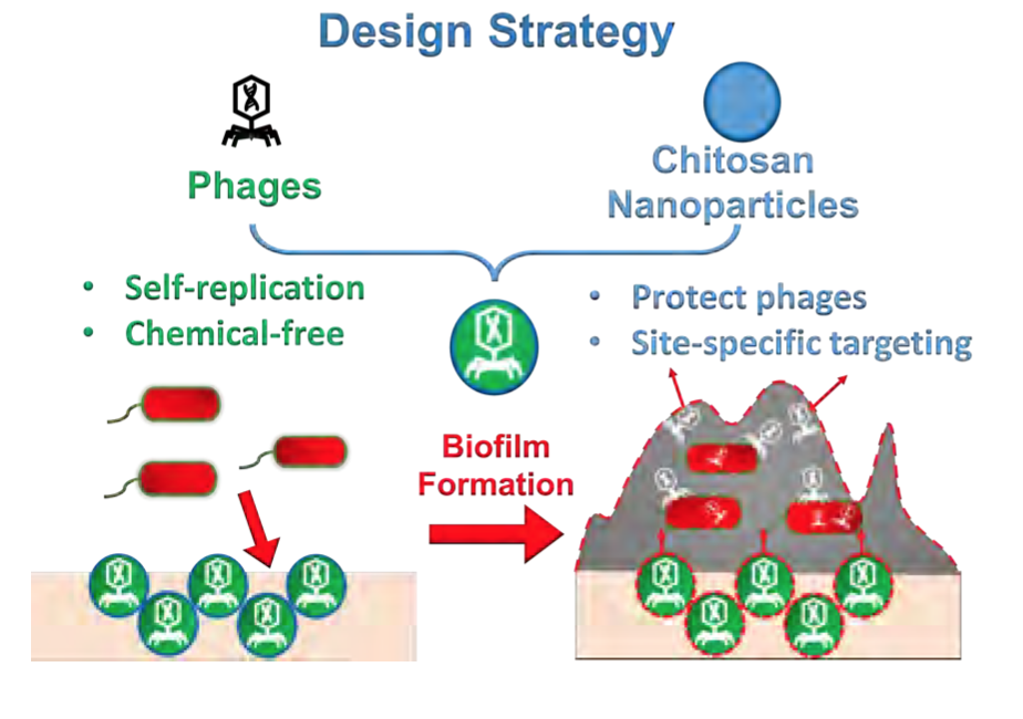 NEWT Researchers evolve phagenano-composite conjugates (PNCs) using chitosan to eradicate biofilm formation.