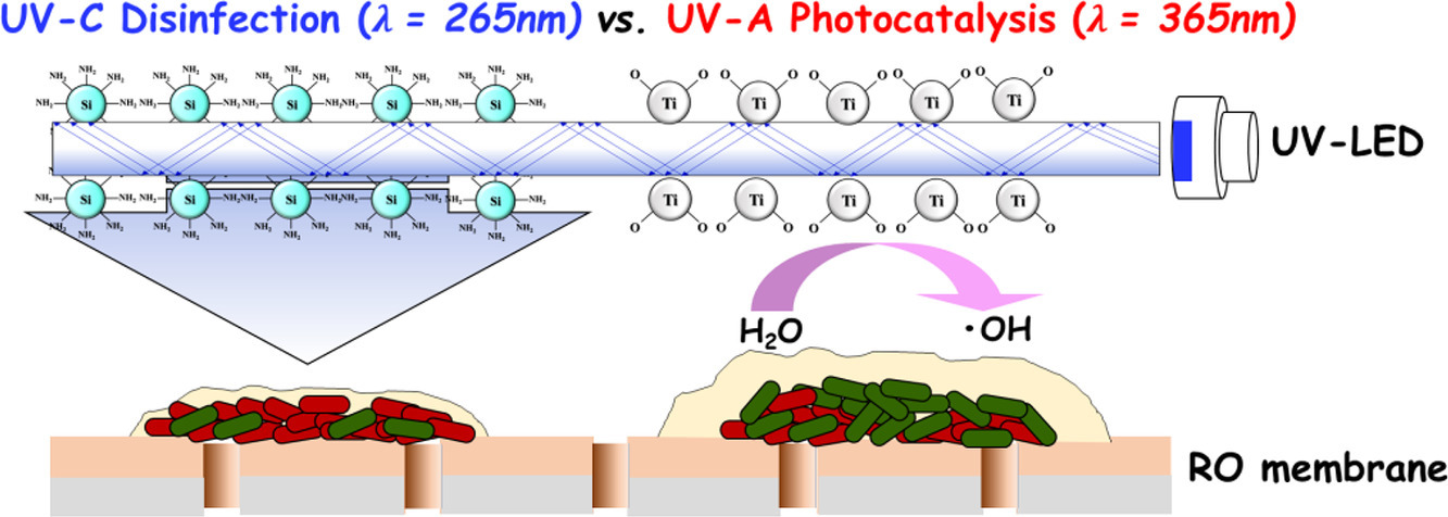 NEWT Researchers discovered that UV-C light results in better biofouling mitigation performance on RO membranes than UV-A does.