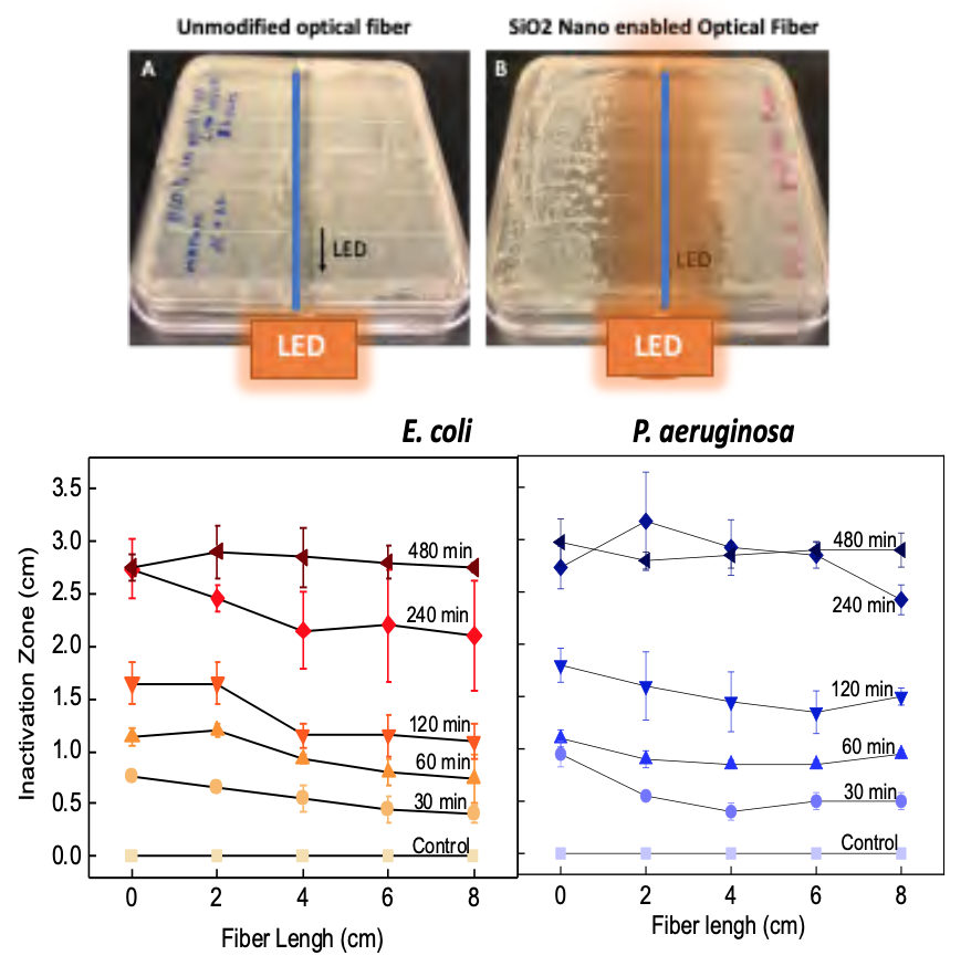 Figure 1: (Top) An E. coli bacterial lawn on 8x10cm Lysogeny broth Agar plates after eight hours of exposure to an unmodified optical fiber (left) and a UV-C SEOF connected to a UV 265 nm LED (right).