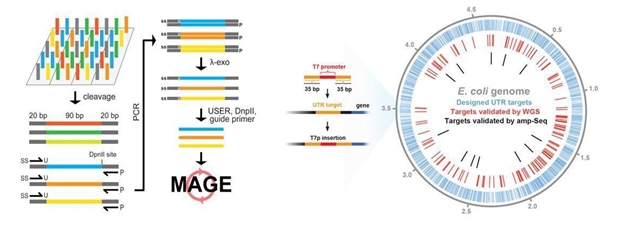 MO-MAGE method for targeted whole-genome mutagenesis; 130 base oligonucleotides were designed and synthesized on a biochip. Oligos are amplified by the polymerase chain reaction (PCR) technique and en