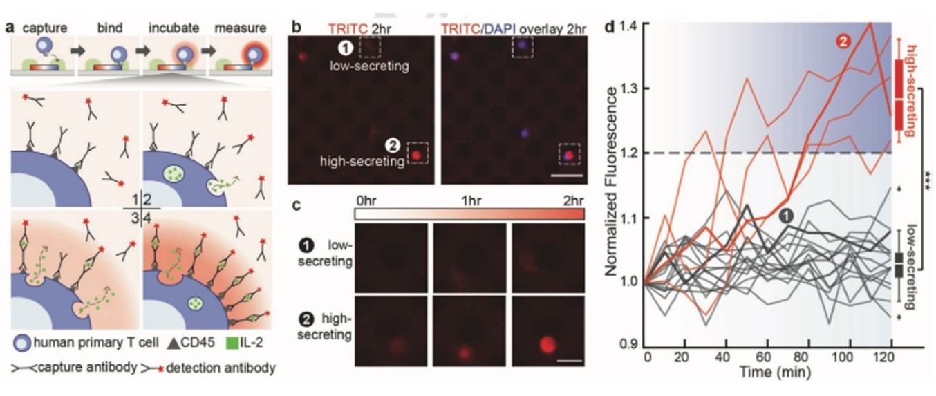 Figure 3. Time-dependent secretion measurements.