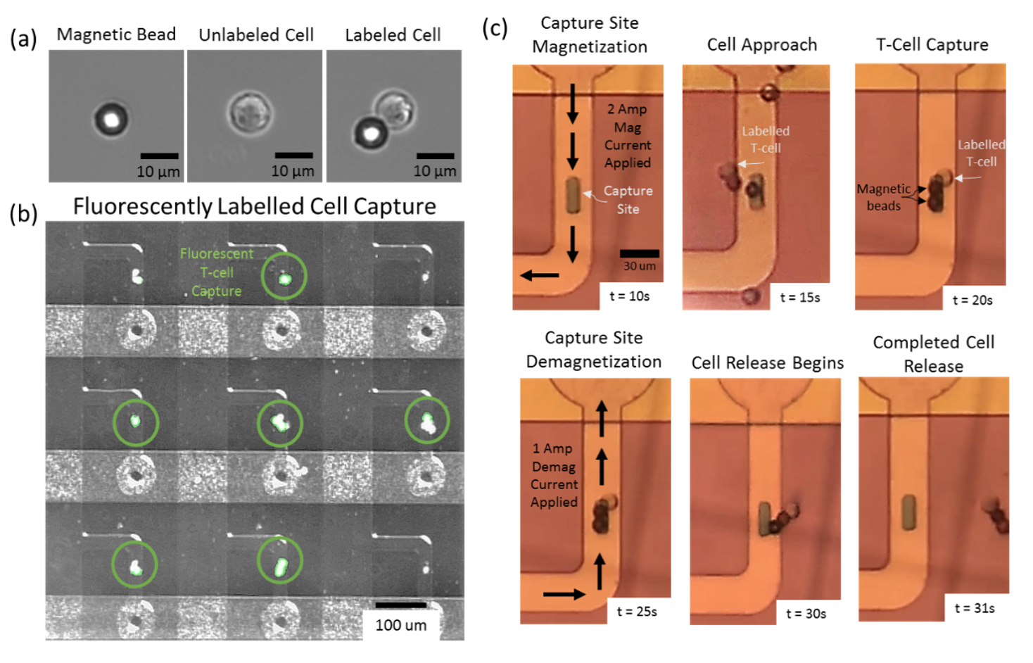 Figure 2.  (a) Microscope images of an 8.5 um superparamagnetic bead, an unlabeled T cell, and a T cell tagged with one 10um superparamagnetic bead (b) Capture of magnetically labeled T-cells as seen 