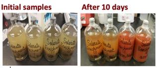 The change in color from the solution on the left over 10 days to the color on the right indicates the biological transformation of samples through the reactive barrier the ERC developed. 
